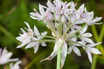 Meadow garlic